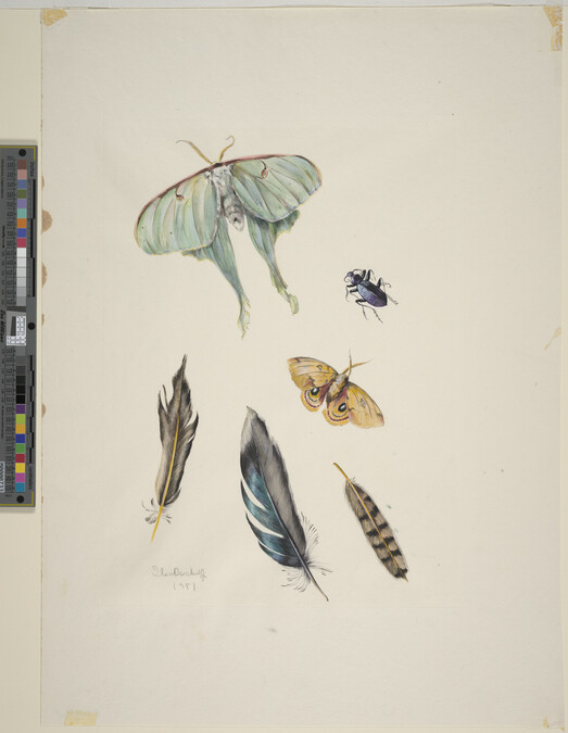 Alternate image #1 of Still Life: Insects and Feathers