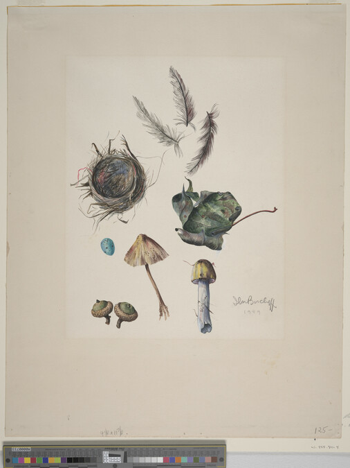 Alternate image #1 of Nature Painting (mushrooms, feathers, egg, acorns, leaf and bird;s nest)