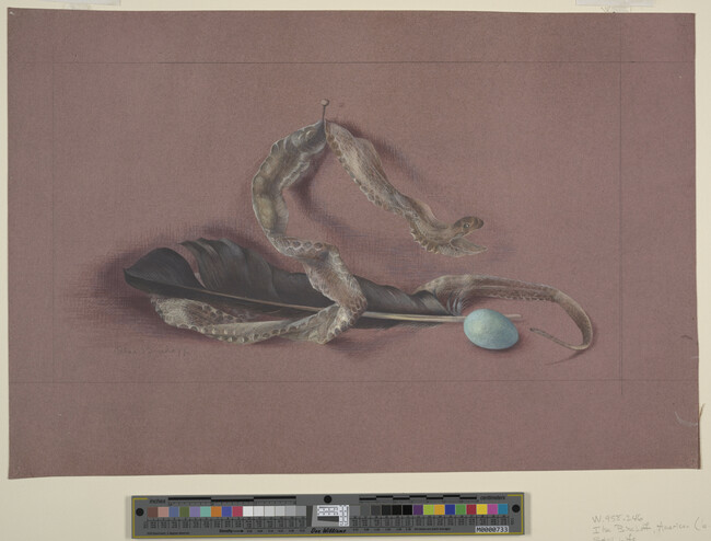 Alternate image #1 of Still Life: Snake's Skin, Feather and Bird's Egg