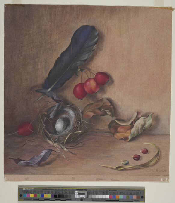 Alternate image #1 of Nest, Egg, Feather