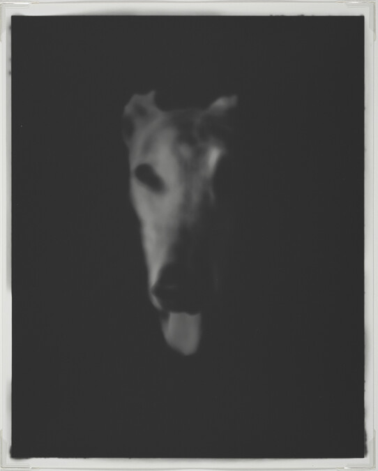 Dog #2, from Series 5