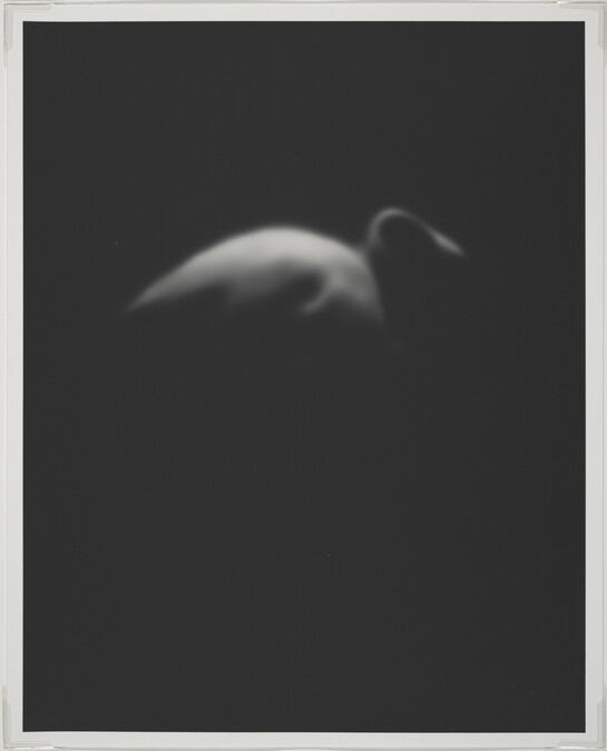 Flamingo, from Series 5