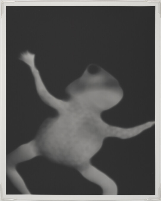 Frog, from Series 5