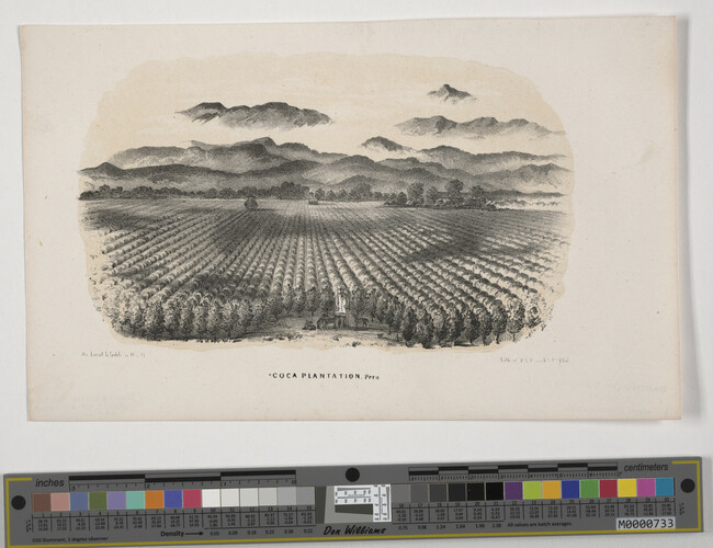 Alternate image #2 of Coca Plantation.  Peru