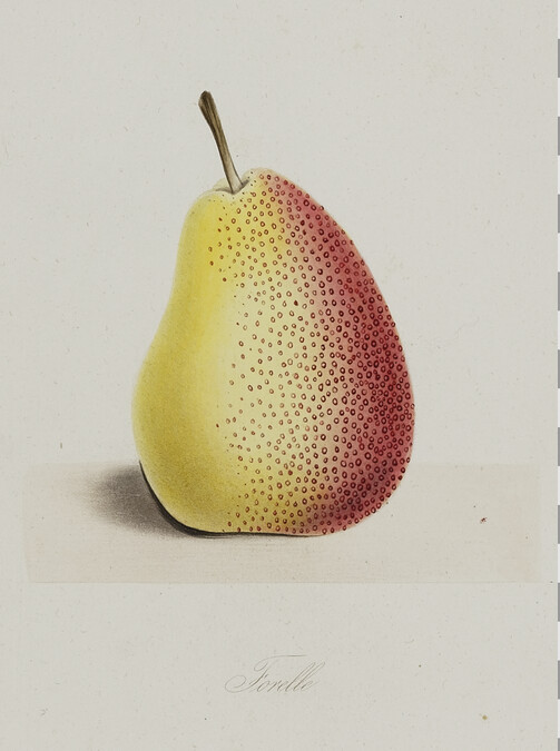 Forelle Pear