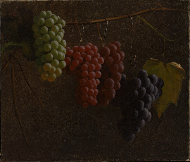 Four Varieties of Hanging Grapes