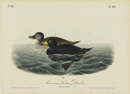 American Scoter Duck (Plate 40 from the first octavo edition of 