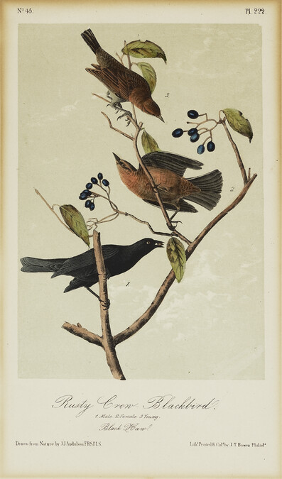 Rusty Crow-Blackbird (Plate 222 from the first octavo edition of 