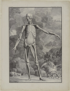 Plate III, from Tabulae Sceleti et Musculorum Corporis Humani (Tables of the Skeleton and Muscles of the...