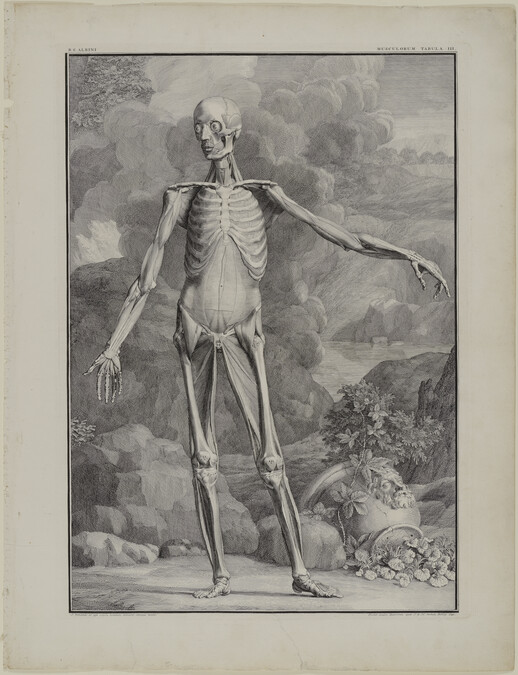 Plate III, from Tabulae Sceleti et Musculorum Corporis Humani (Tables of the Skeleton and Muscles of the Human Body) by Bernard Siegfried Albinus