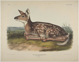 Cervus Virginianus, Pennant., Common American Deer, Fawn, plate 81 from The Viviparous Quadrupeds of...