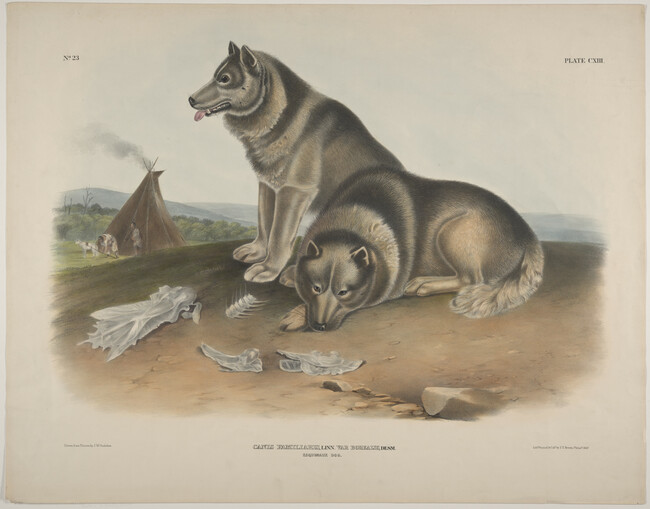 Canis Familiaris, Linn. (Var. Borealis, Desm.), Esquimaux Dog, plate 113 from The Viviparous Quadrupeds of North America, Volume 3
