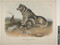 Alternate image #1 of Canis Familiaris, Linn. (Var. Borealis, Desm.), Esquimaux Dog, plate 113 from The Viviparous Quadrupeds of North America, Volume 3
