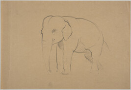 Sketch of an elephant