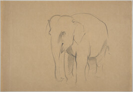 Sketch of an elephant