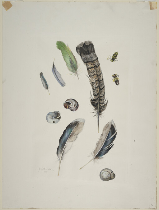 Still Life (feathers, snails and beetles)