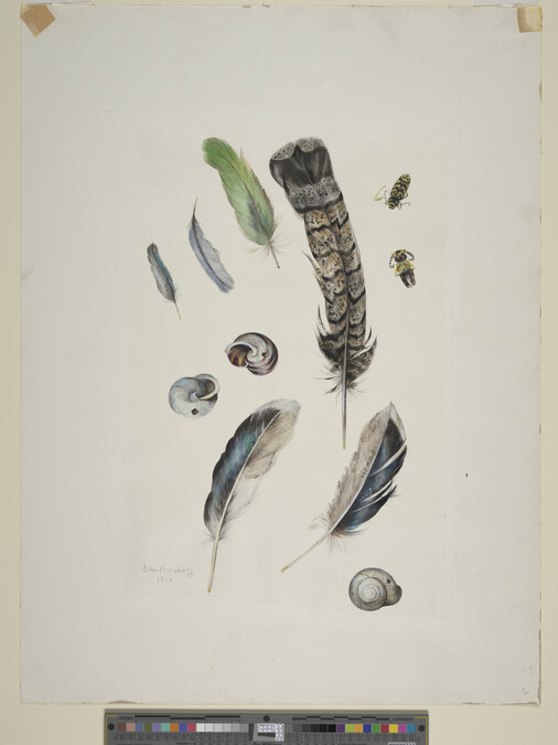 Alternate image #1 of Still Life (feathers, snails and beetles)