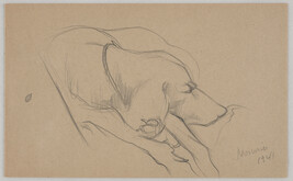 Sketch of Irish Setter Lying Down, Curled Up, Head in Profile (Hoisington Farm, Hartland, Vermont)