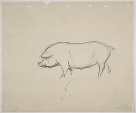 Sketch of pig