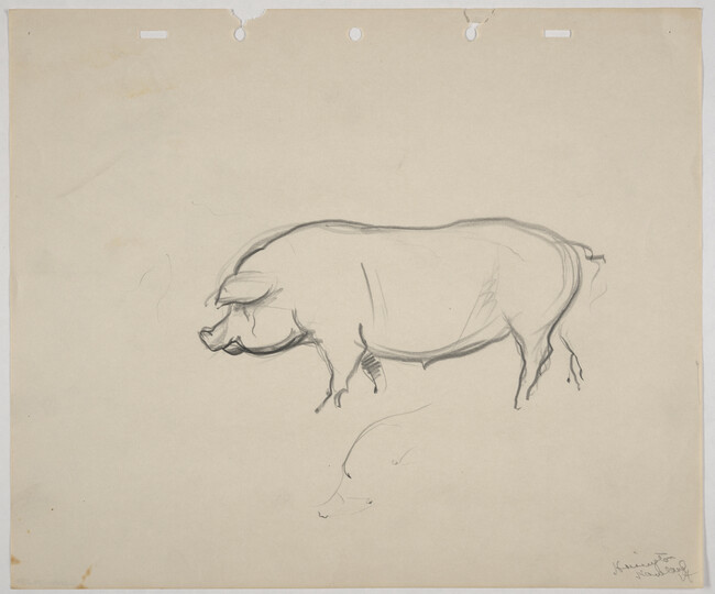 Sketch of pig