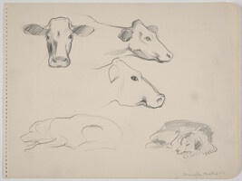 Three sketches of cow heads, two in profile, and two sketches of dog lying down