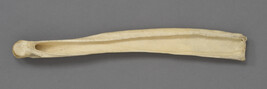 Bone Scraper from a Caribou Metapodial