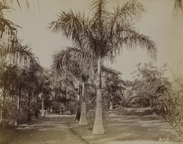 Residence of Sanford B. Dole. O'ahu, Hawaii, from a Travel Photograph Album (Views of Hawaii and Japan)