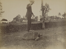 Man riding a tortoise. Hilo, Hawaii (island), Hawaii, from a Travel Photograph Album (Views of Hawaii...