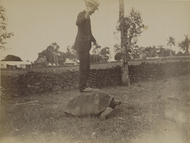 Man riding a tortoise. Hilo, Hawaii (island), Hawaii, from a Travel Photograph Album (Views of Hawaii and Japan)