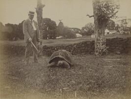Man with a tortoise. Hilo, Hawaii (island), Hawaii, from a Travel Photograph Album (Views of Hawaii and...
