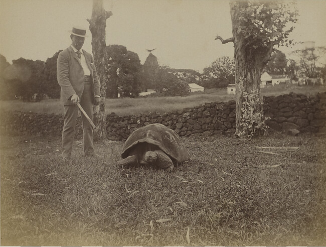 Man with a tortoise. Hilo, Hawaii (island), Hawaii, from a Travel Photograph Album (Views of Hawaii and Japan)