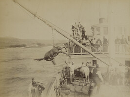 Landing horses on a ship. Hawaii, from a Travel Photograph Album (Views of Hawaii and Japan)