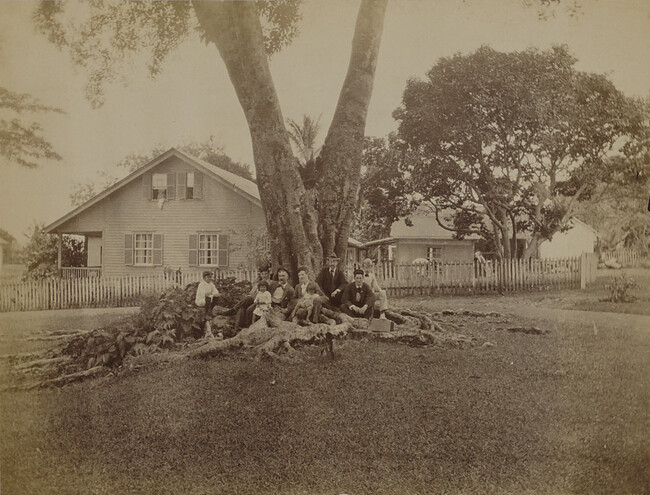 Men and children under a rubber tree. Hilo, Hawaii (island), Hawaii, from a Travel Photograph Album (Views of Hawaii and Japan)