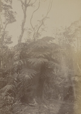 Hāpu'u ferns near Volcano House. Hawaii (island), Hawaii, from a Travel Photograph Album (Views of...