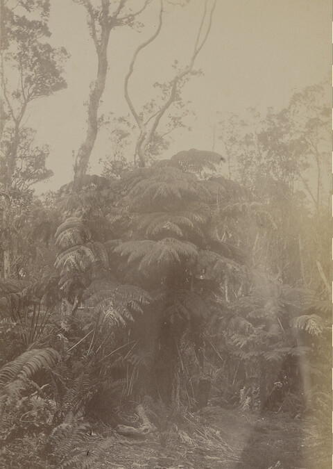 Hāpu'u ferns near Volcano House. Hawaii (island), Hawaii, from a Travel Photograph Album (Views of Hawaii and Japan)
