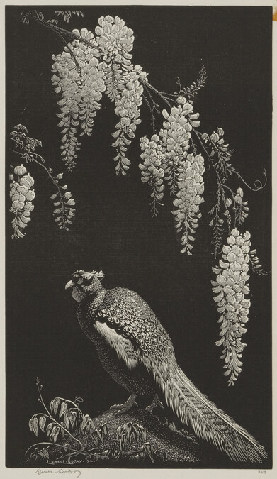 Pheasant and Wisteria