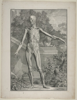 Plate II, from Tabulae Sceleti et Musculorum Corporis Humani (Tables of the Skeleton and Muscles of the...