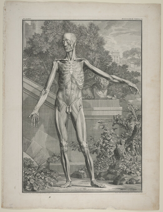 Plate II, from Tabulae Sceleti et Musculorum Corporis Humani (Tables of the Skeleton and Muscles of the Human Body) by Bernard Siegfried Albinus