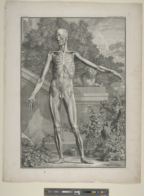 Alternate image #1 of Plate II, from Tabulae Sceleti et Musculorum Corporis Humani (Tables of the Skeleton and Muscles of the Human Body) by Bernard Siegfried Albinus