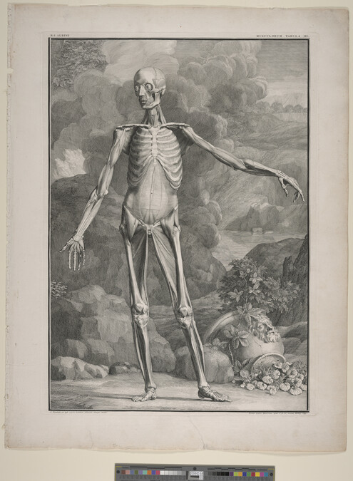 Alternate image #1 of Plate III, from Tabulae Sceleti et Musculorum Corporis Humani (Tables of the Skeleton and Muscles of the Human Body) by Bernard Siegfried Albinus