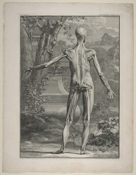 Plate VI,  from Tabulae Sceleti et Musculorum Corporis Humani (Tables of the Skeleton and Muscles of the...