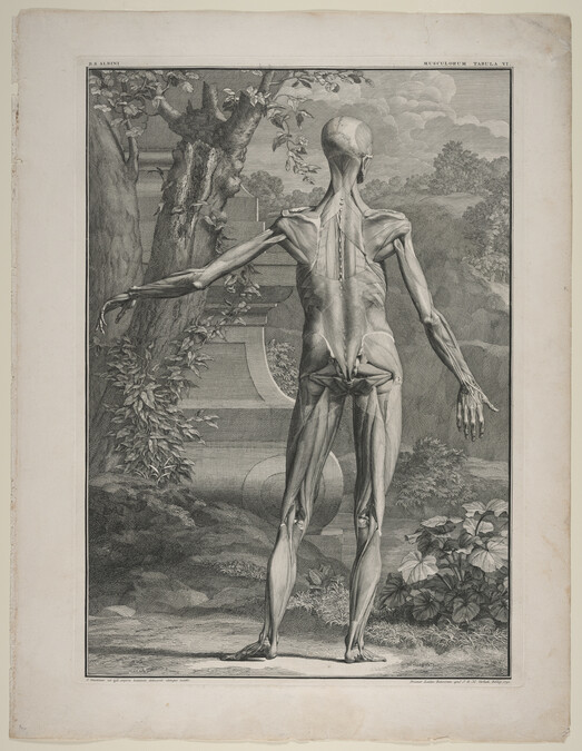 Plate VI,  from Tabulae Sceleti et Musculorum Corporis Humani (Tables of the Skeleton and Muscles of the Human Body) by Bernard Siegfried Albinus