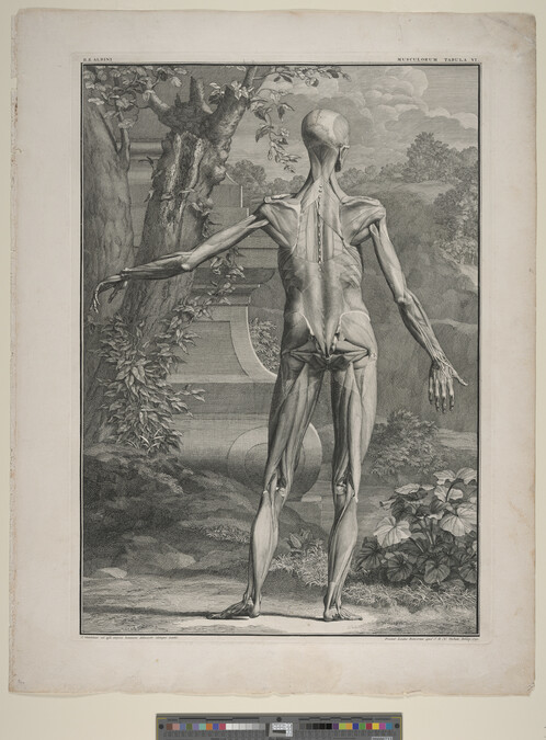Alternate image #1 of Plate VI,  from Tabulae Sceleti et Musculorum Corporis Humani (Tables of the Skeleton and Muscles of the Human Body) by Bernard Siegfried Albinus