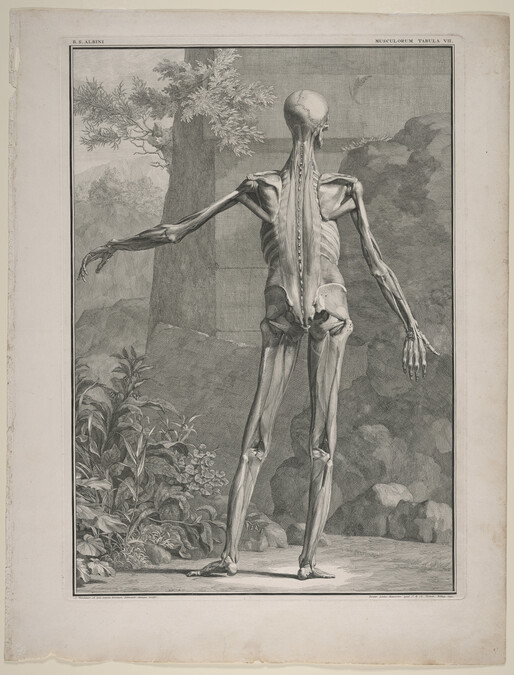 Plate VII, from Tabulae Sceleti et Musculorum Corporis Humani (Tables of the Skeleton and Muscles of the Human Body) by Bernard Siegfried Albinus