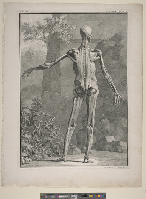 Alternate image #1 of Plate VII, from Tabulae Sceleti et Musculorum Corporis Humani (Tables of the Skeleton and Muscles of the Human Body) by Bernard Siegfried Albinus