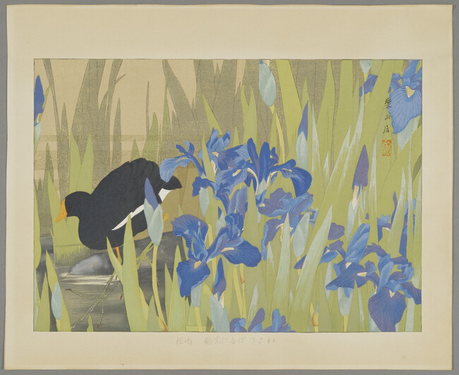 Iris and Moorhen (Late Spring), number 23 from Rakuzan Kachou Gafu (100 Series)
