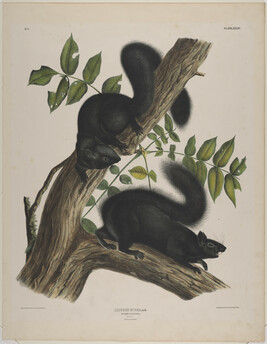 Sciurus Niger, Lin., Black Squirrel No. 7 (plate XXXIV), from The Vivaparous Quadrupeds of North...