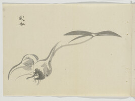 Untitled (Onions), from Japanese Brush Ink Work, Series 1 - 16 (Booklet 