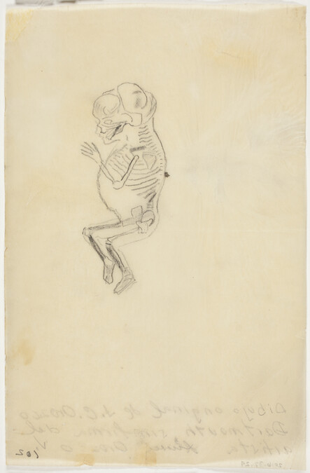 Study of Skeleton of Fetus in Profile for Gods of the Modern World (Panel 15) for The Epic of American Civilization, 1932-1934