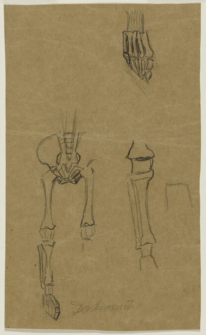 Studies of parts of a fetal skeleton for Gods of the Modern World (Panel 15) for The Epic of American Civilization